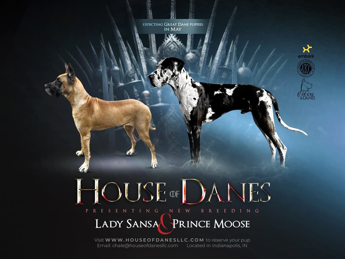 House of Danes Great Dane Puppies breeder image 1