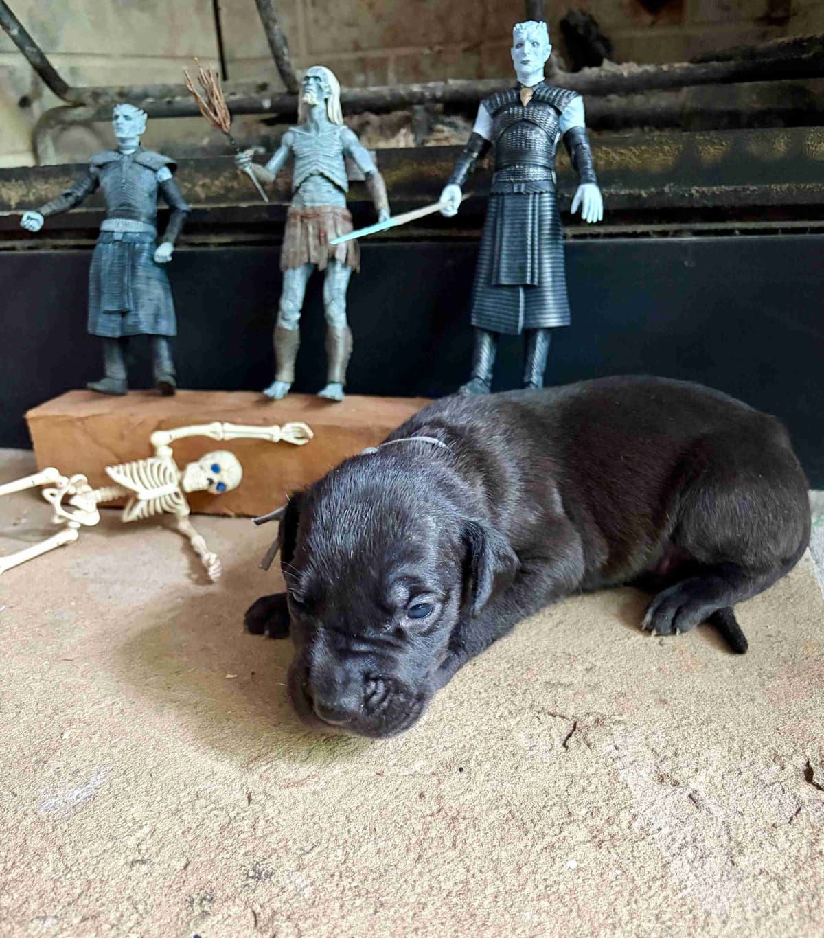 House of Danes Great Dane Puppies breeder image 3