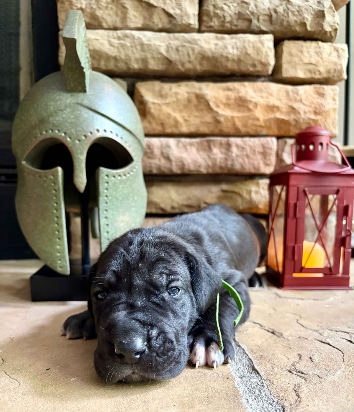 House of Danes Great Dane Puppies breeder image 4
