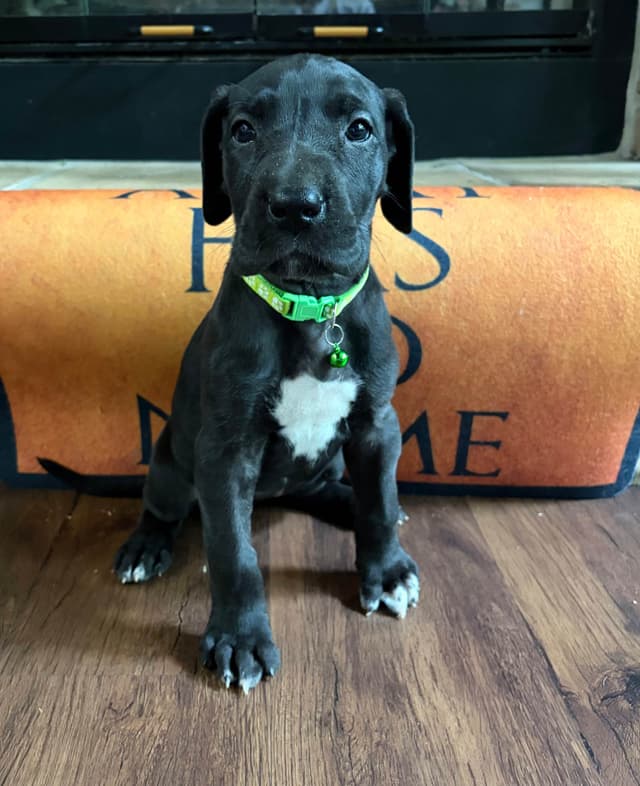 House of Danes Great Dane Puppies media 2