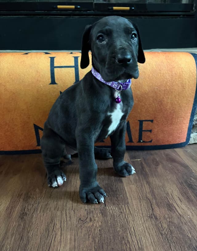 House of Danes Great Dane Puppies media 3