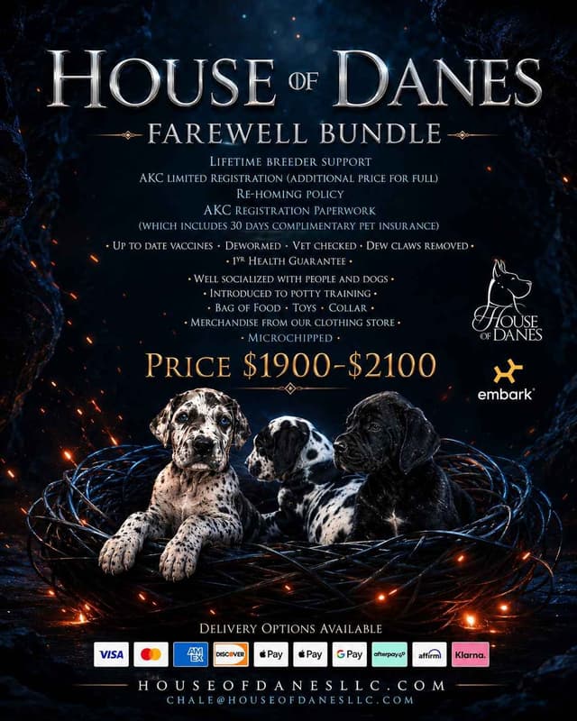 House of Danes Great Dane Puppies media 4