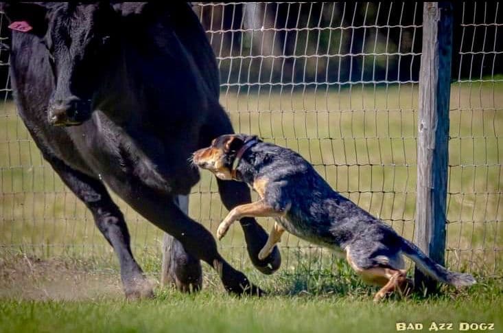 ACD Pups-2 Grandparents are National Herding Champions breeder image 1