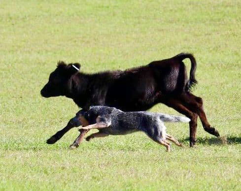 ACD Pups-2 Grandparents are National Herding Champions breeder image 2