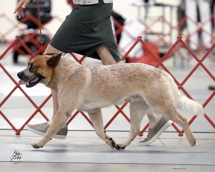 ACD Pups-2 Grandparents are National Herding Champions breeder image 4