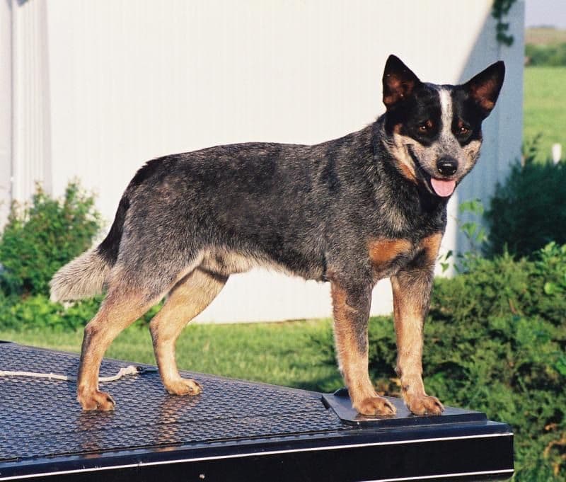 ACD Pups-2 Grandparents are National Herding Champions breeder image 6