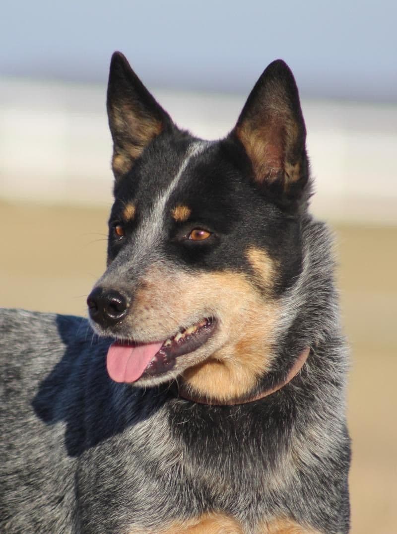 ACD Pups-2 Grandparents are National Herding Champions breeder image 8