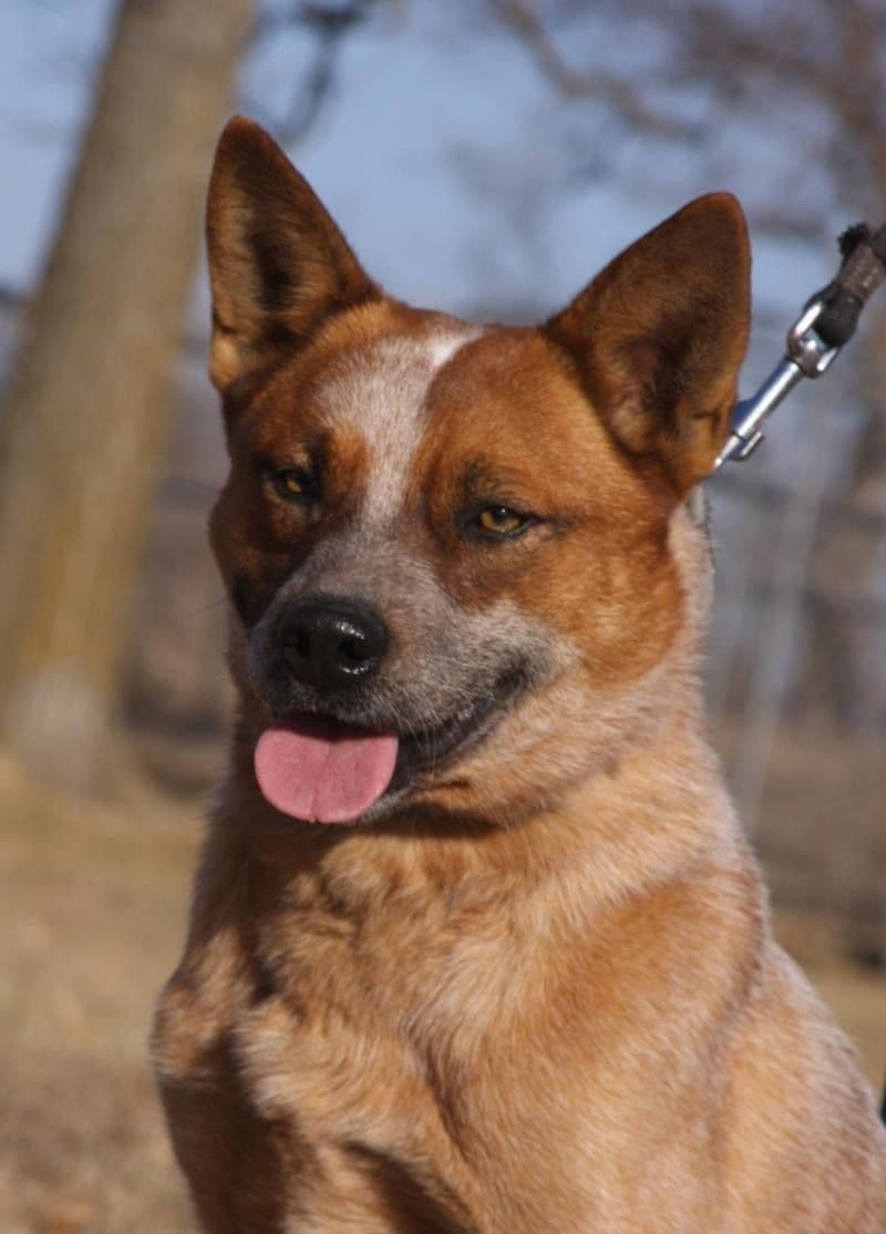 ACD Pups-2 Grandparents are National Herding Champions breeder image 5