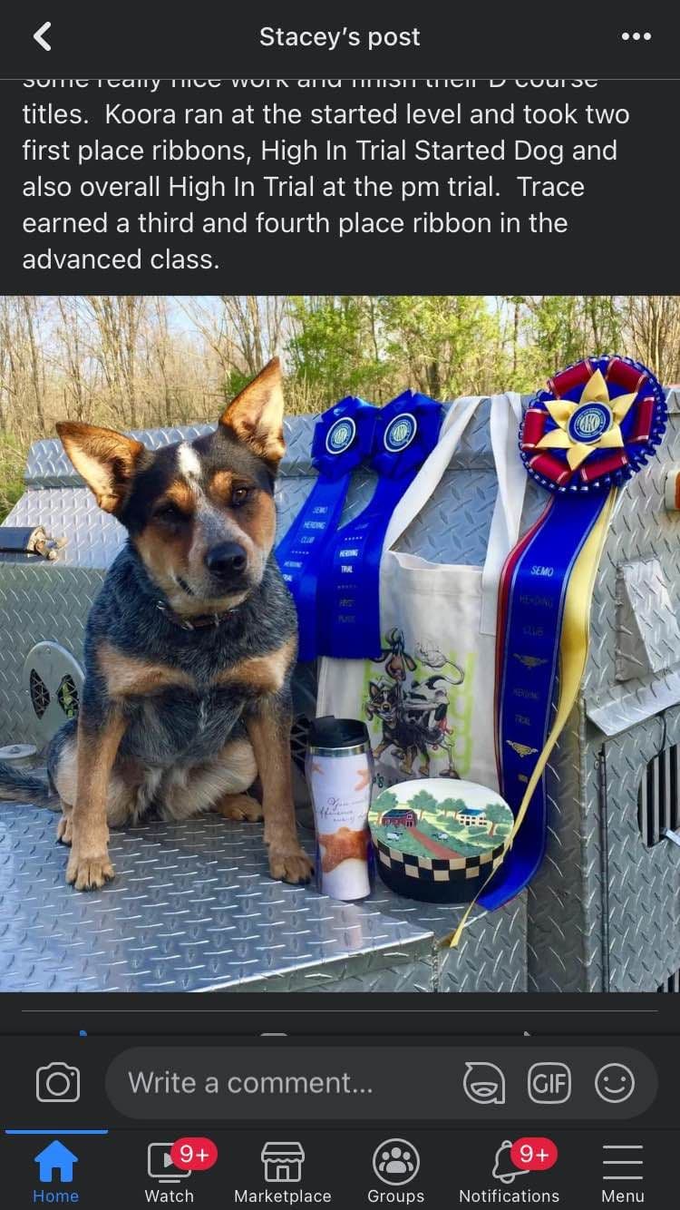 ACD Pups-2 Grandparents are National Herding Champions breeder image 10