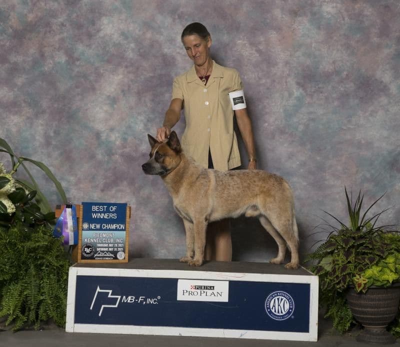 ACD Pups-2 Grandparents are National Herding Champions breeder image 9