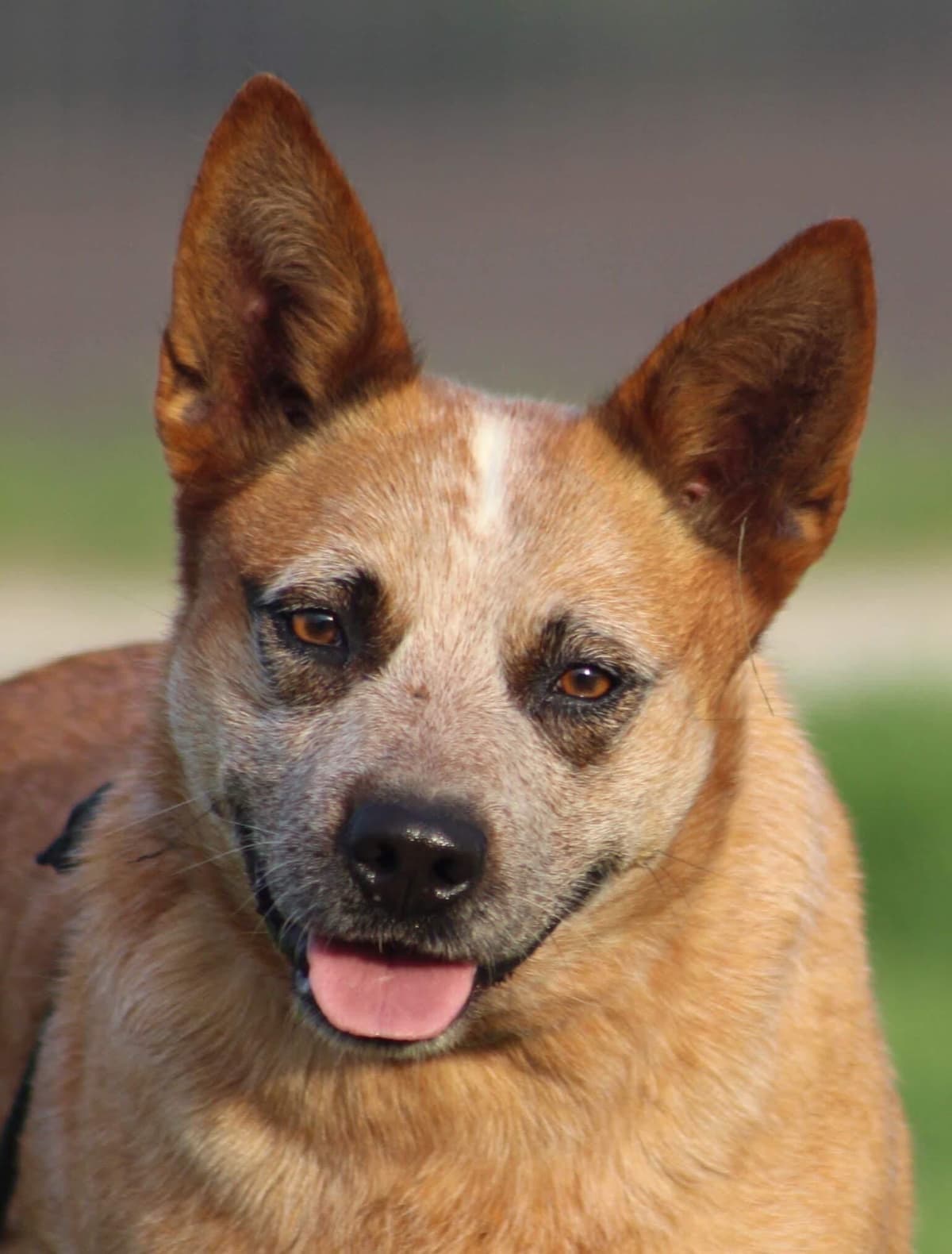 ACD Pups-2 Grandparents are National Herding Champions breeder image 11