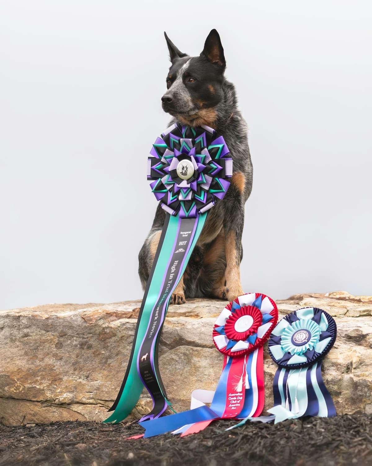 ACD Pups-2 Grandparents are National Herding Champions breeder image 13