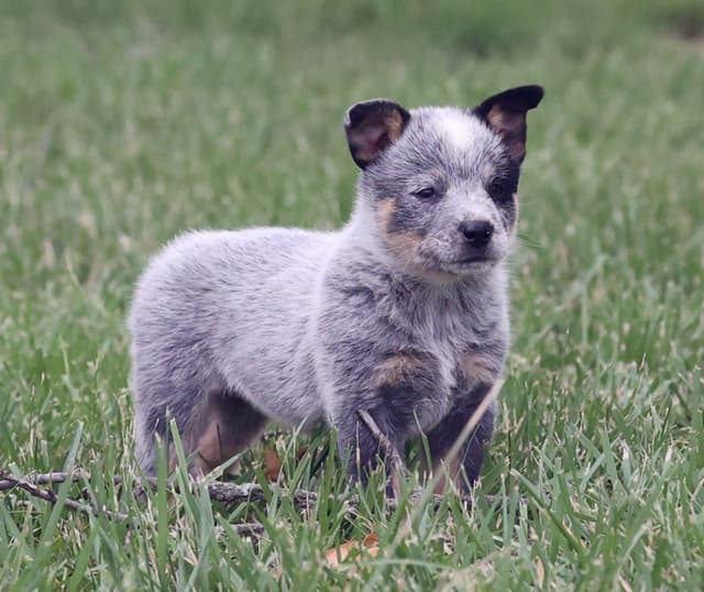 ACD Pups-2 Grandparents are National Herding Champions media 2