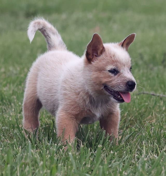 ACD Pups-2 Grandparents are National Herding Champions media 3