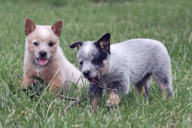 ACD Pups-2 Grandparents are National Herding Champions media 8