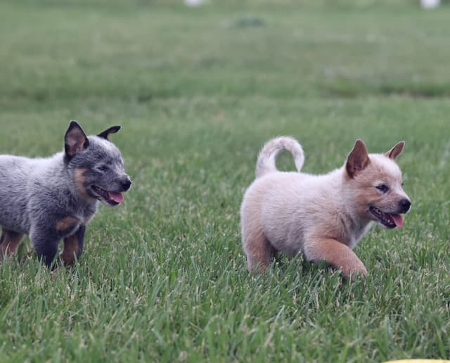 ACD Pups-2 Grandparents are National Herding Champions media 7