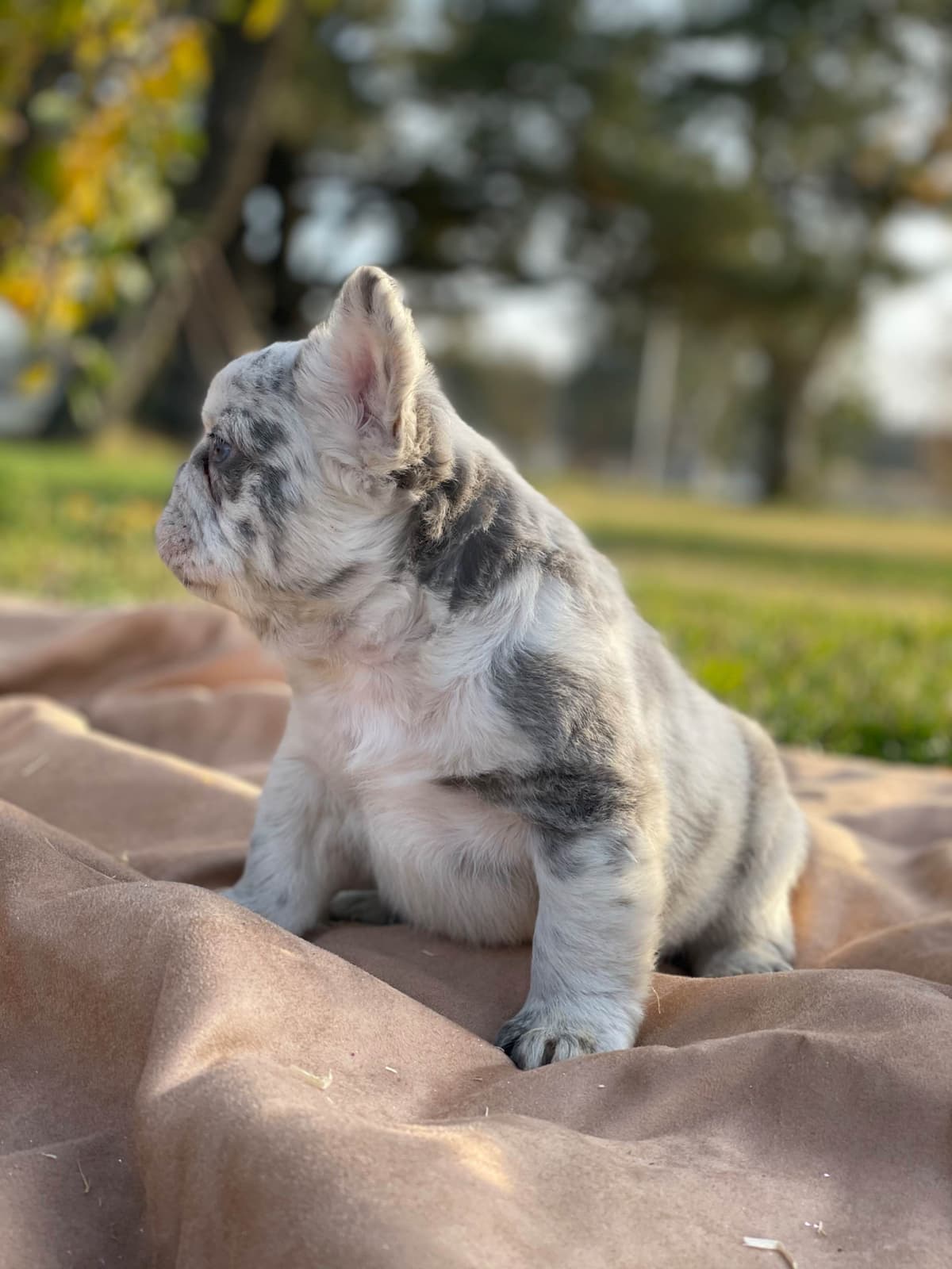 French Bulldog Puppies breeder image 1