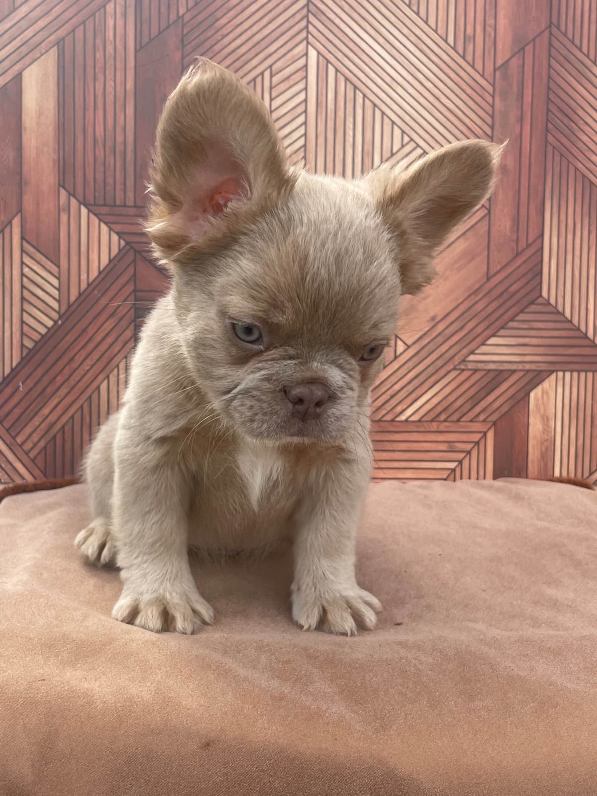 French Bulldog Puppies breeder image 2