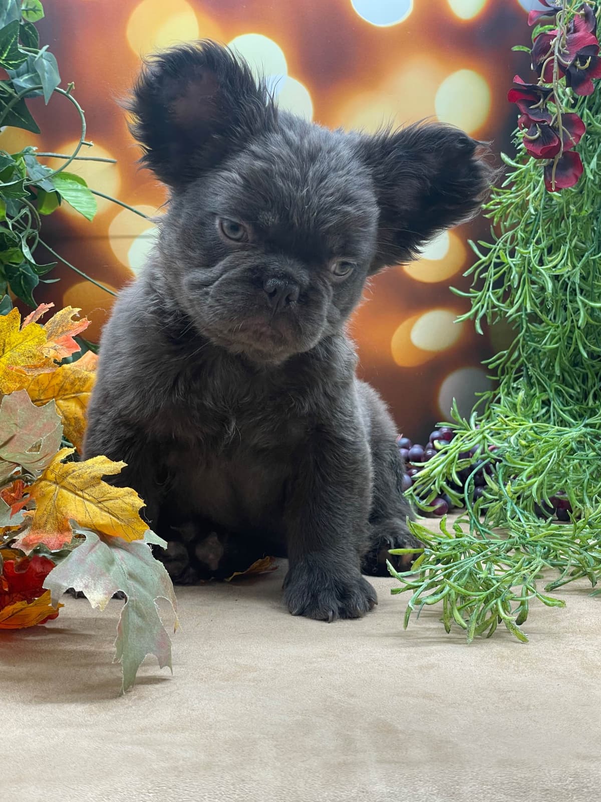 French Bulldog Puppies breeder image 3