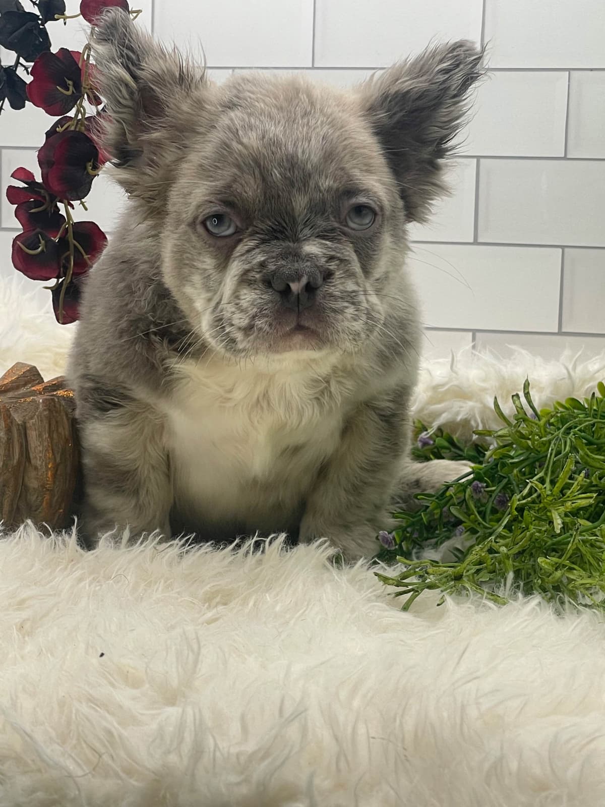 French Bulldog Puppies breeder image 4
