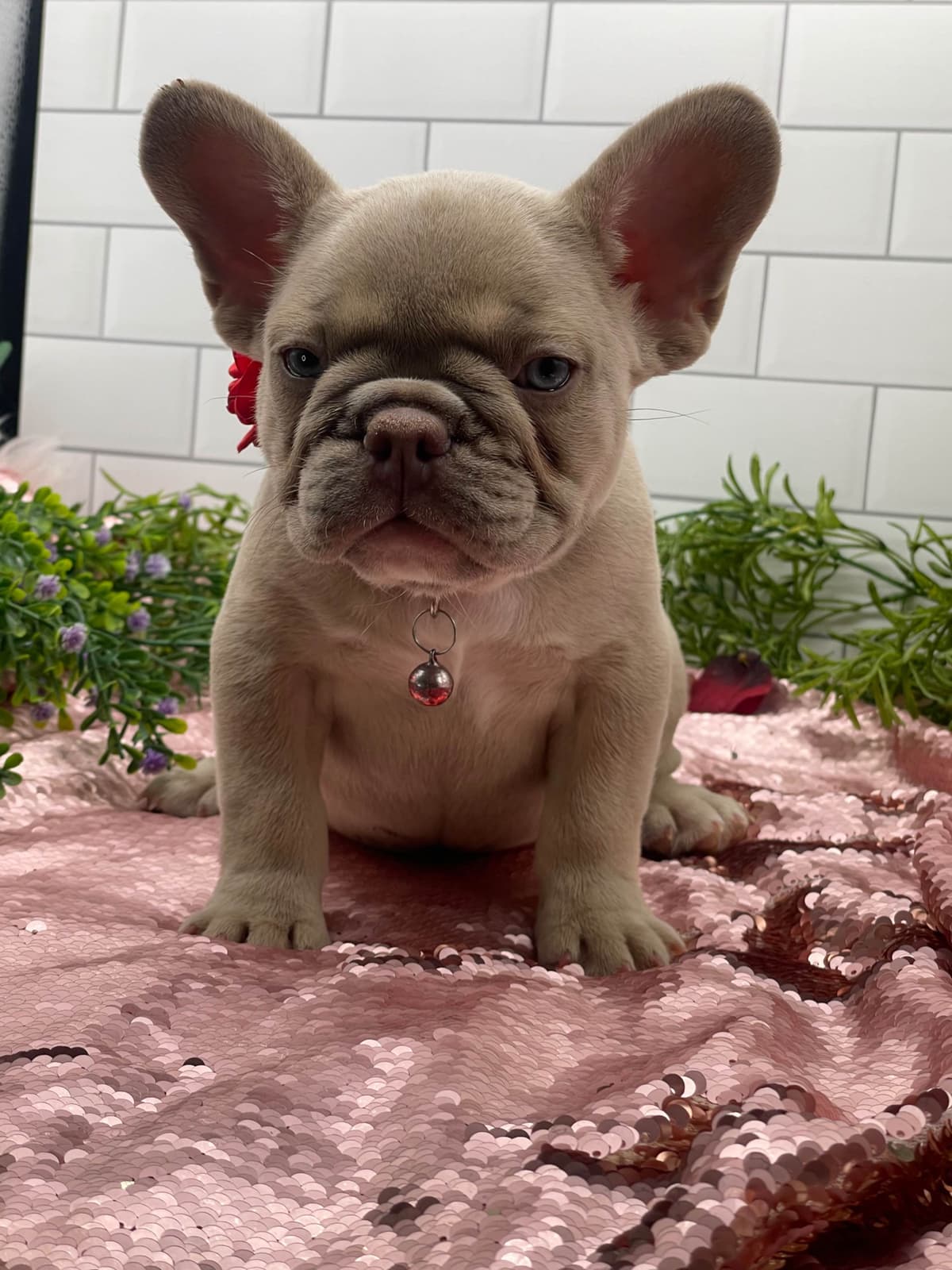 French Bulldog Puppies breeder image 5