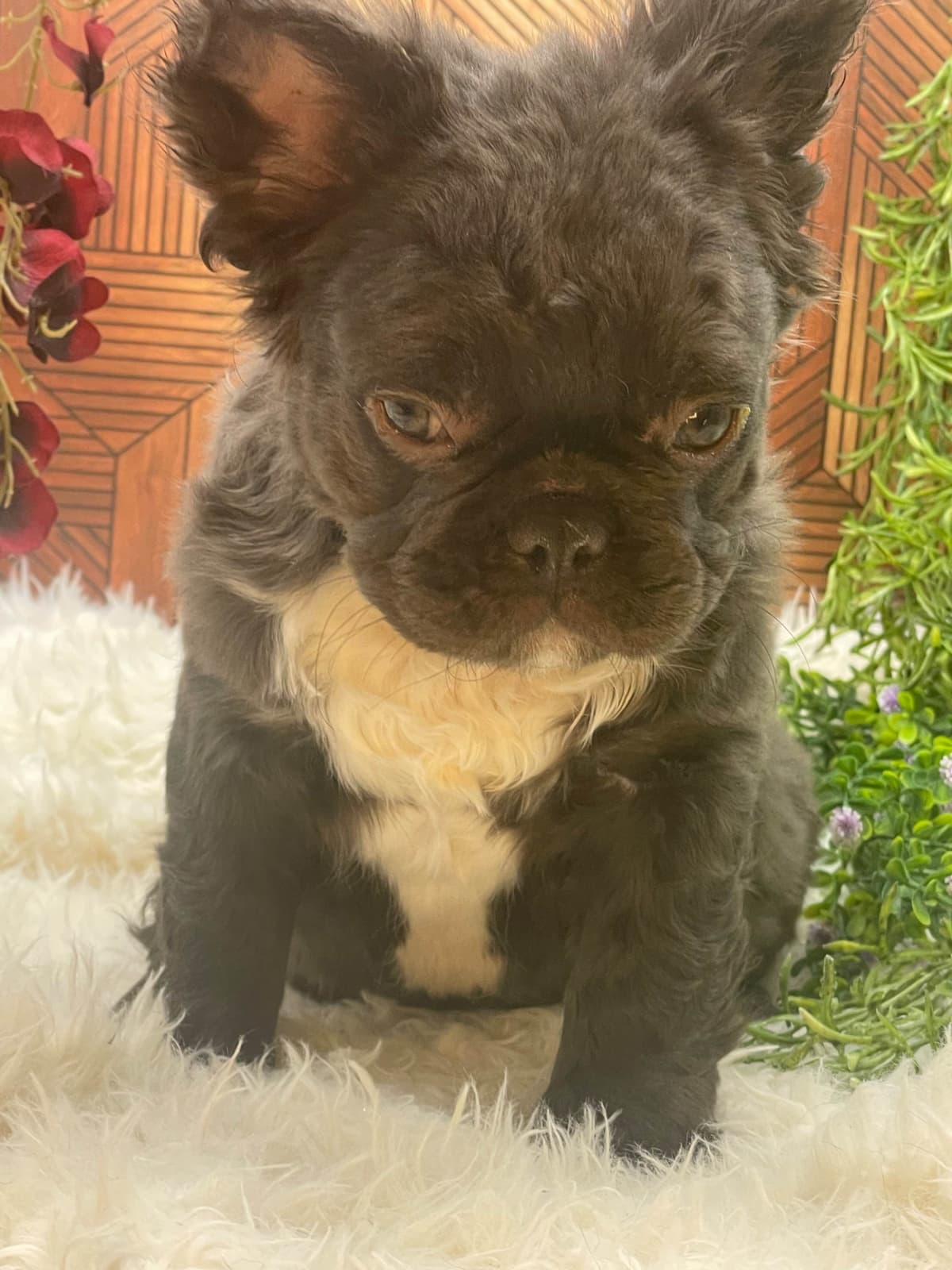 French Bulldog Puppies breeder image 7