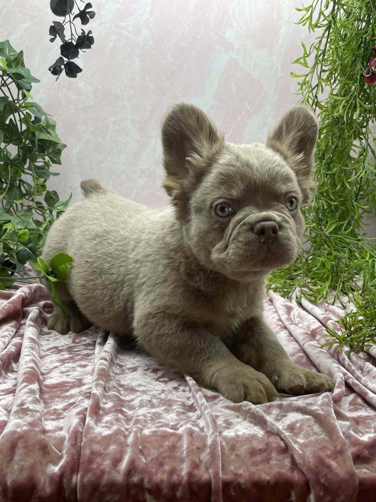 French Bulldog Puppies breeder image 8