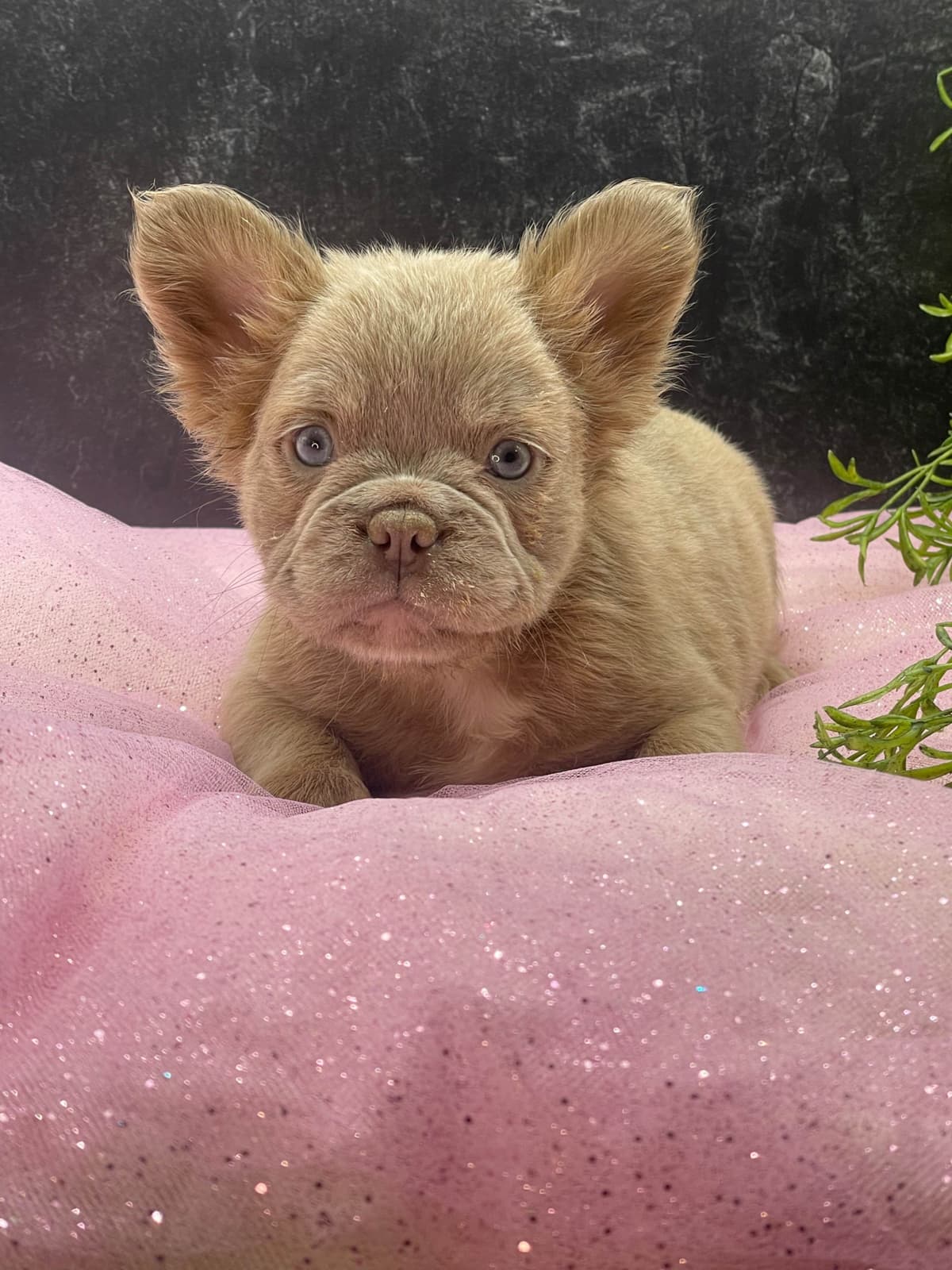 French Bulldog Puppies breeder image 9