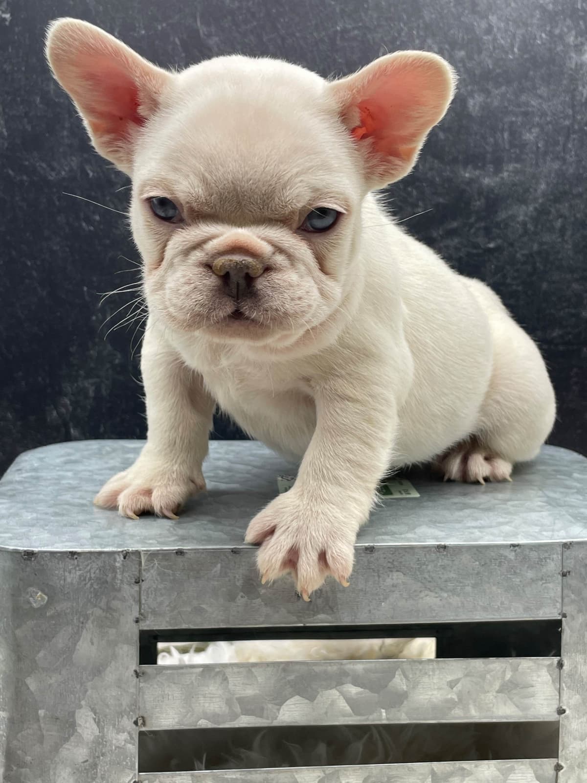 French Bulldog Puppies breeder image 10