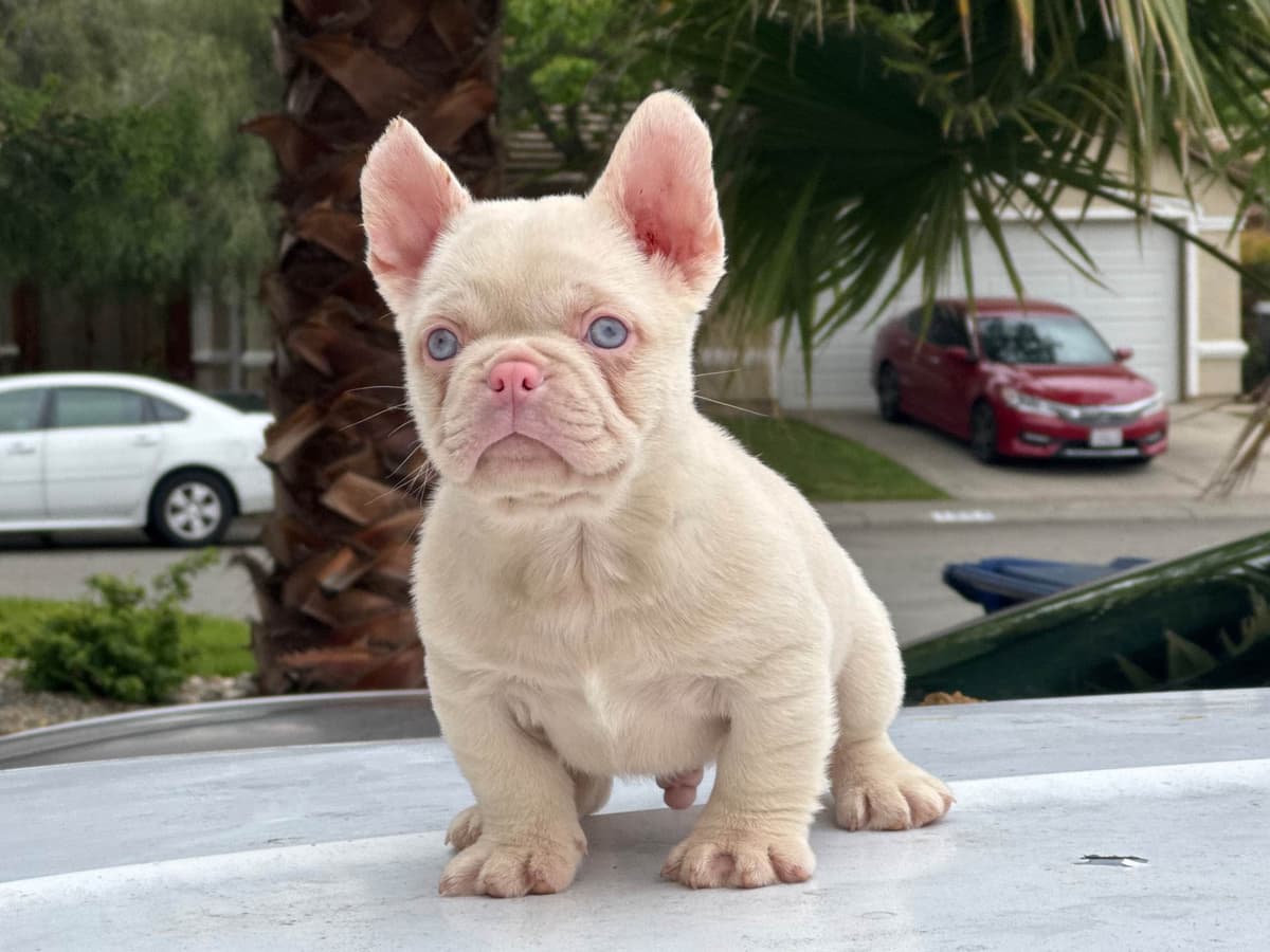 French Bulldog Puppies breeder image 15