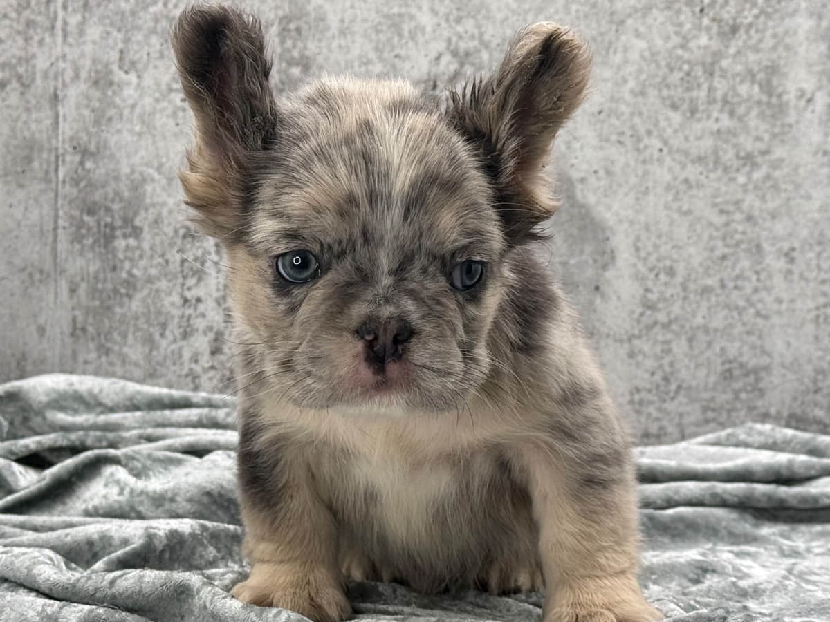 French Bulldog Puppies breeder image 13