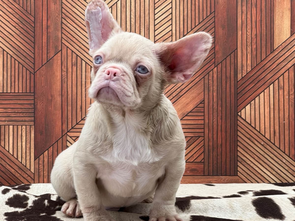 French Bulldog Puppies breeder image 12