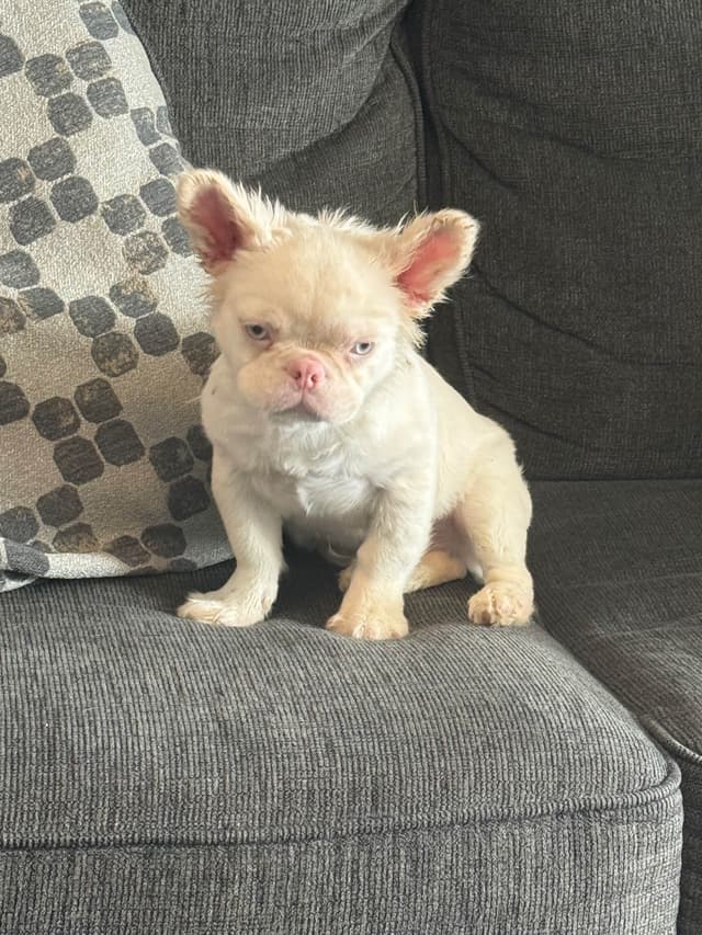 French Bulldog Puppies media 2