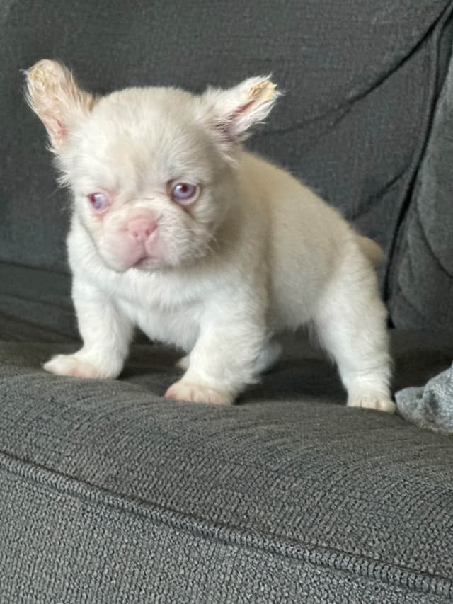 French Bulldog Puppies media 3