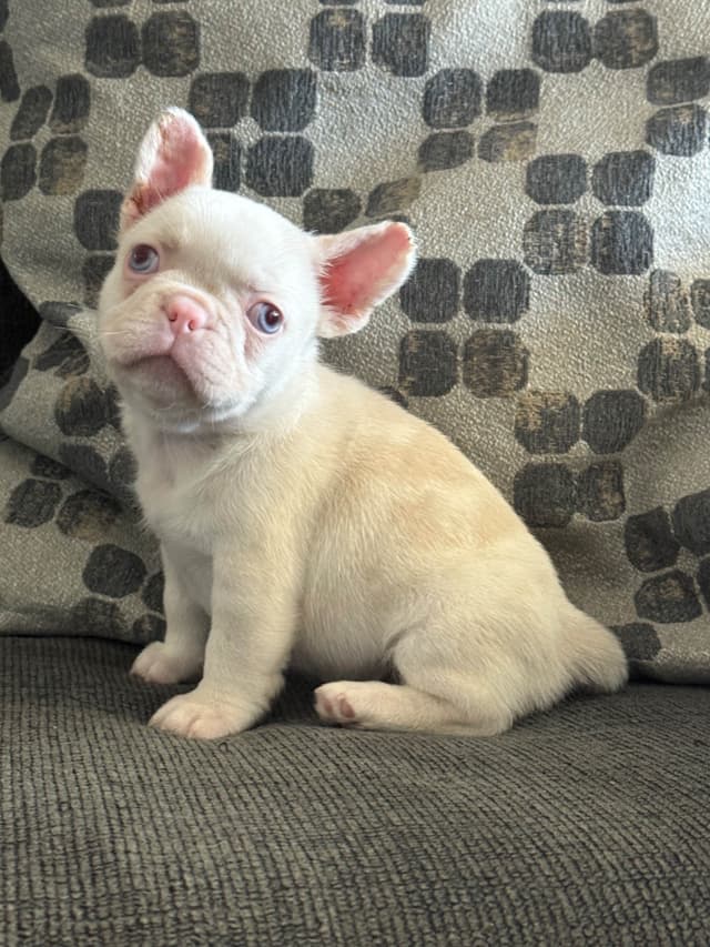 French Bulldog Puppies media 4