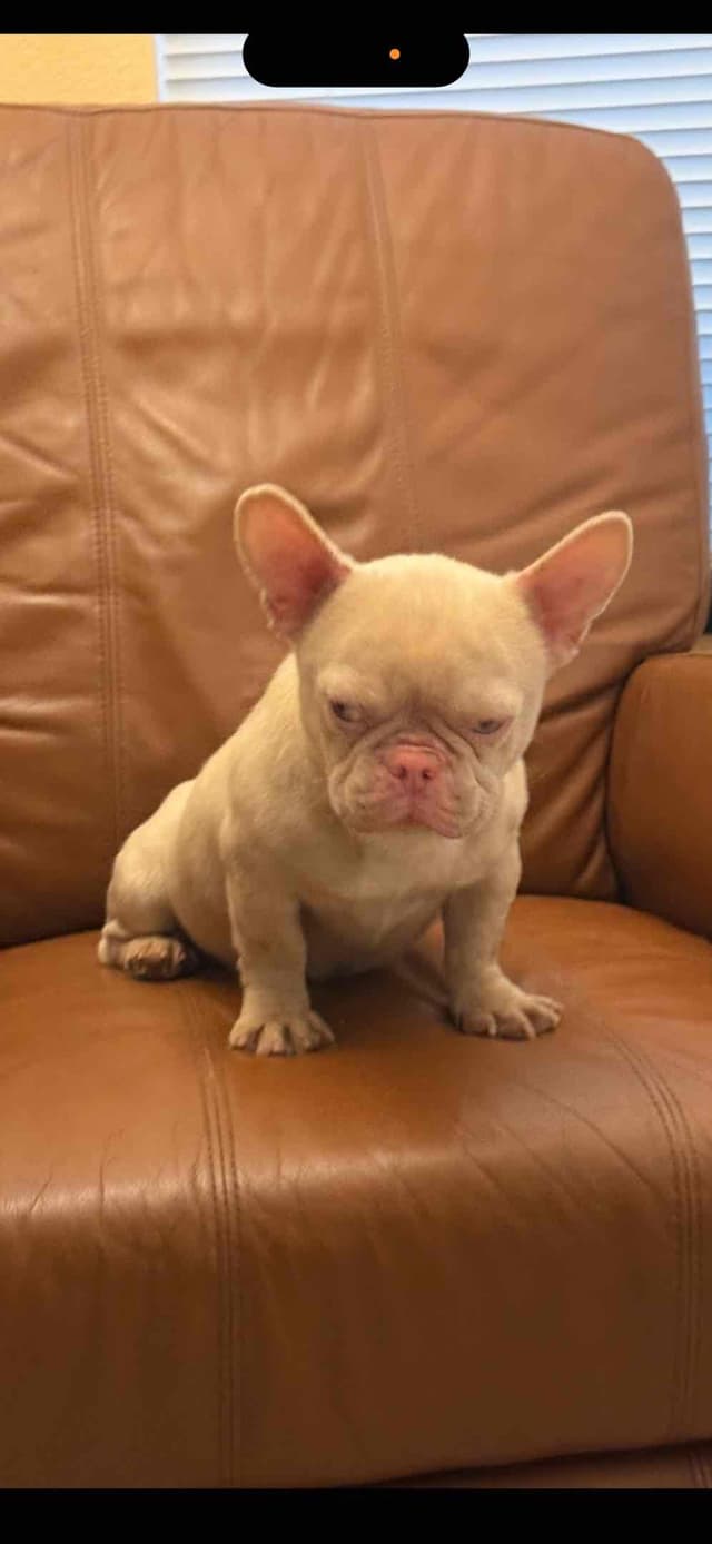 French Bulldog Puppies media 5