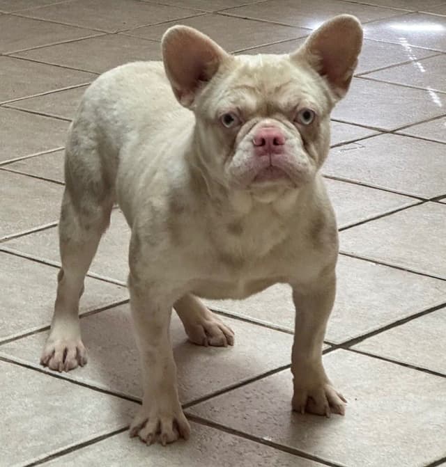 French Bulldog Puppies media 6