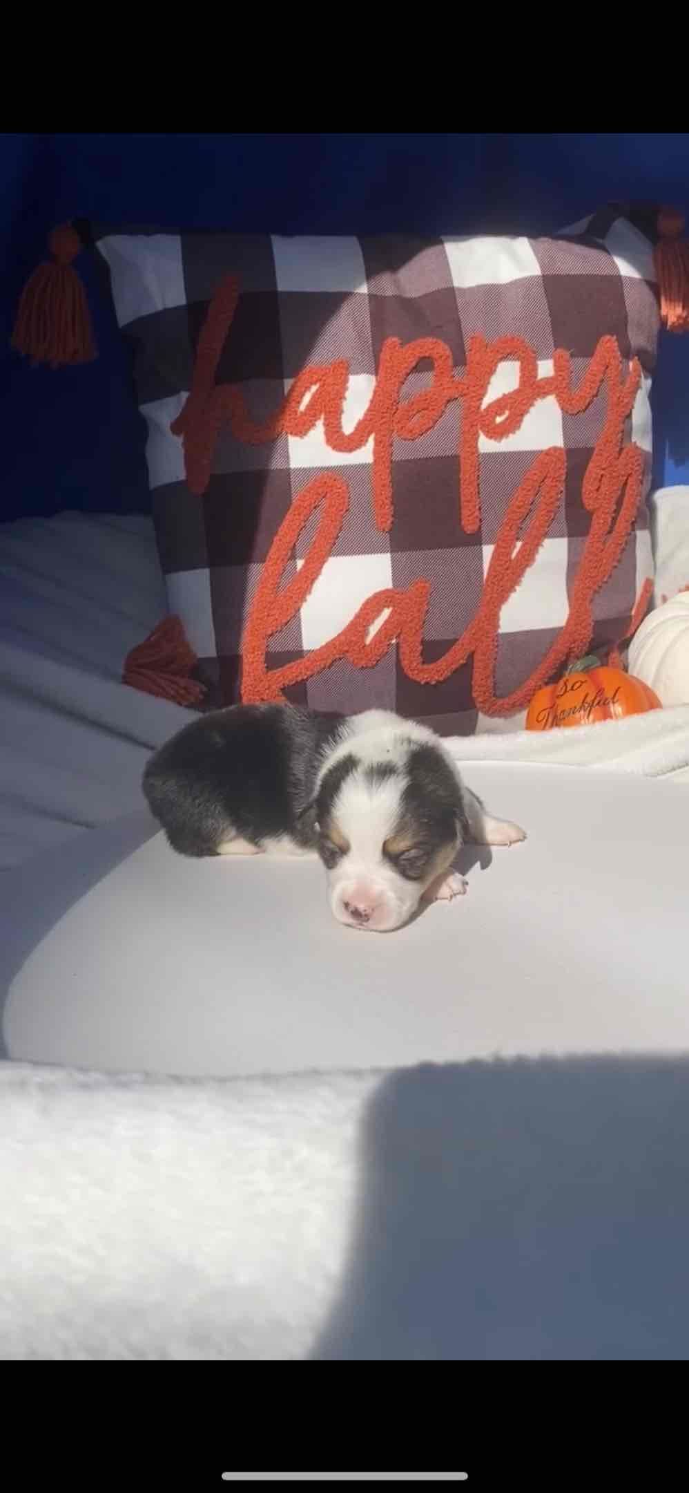 Pembroke Welsh Corgi Puppies breeder image 6