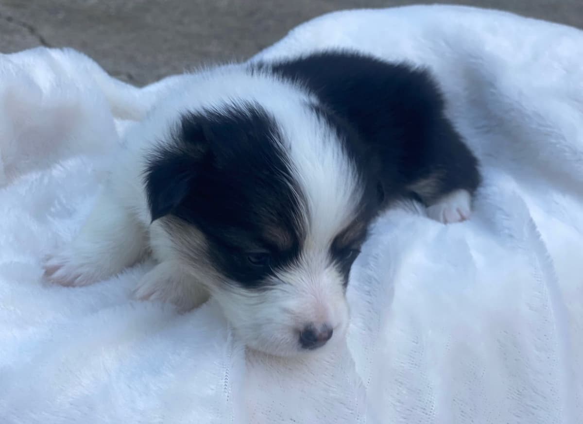 Pembroke Welsh Corgi Puppies breeder image 2