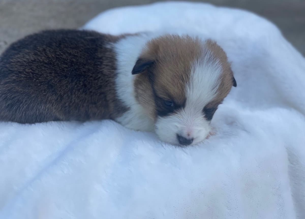 Pembroke Welsh Corgi Puppies breeder image 4