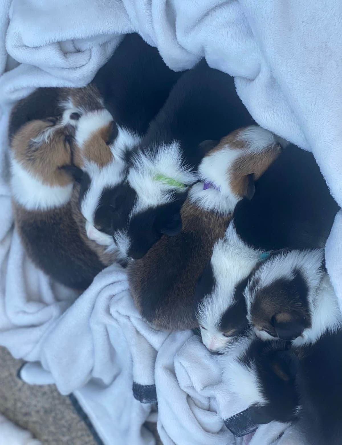 Pembroke Welsh Corgi Puppies breeder image 7