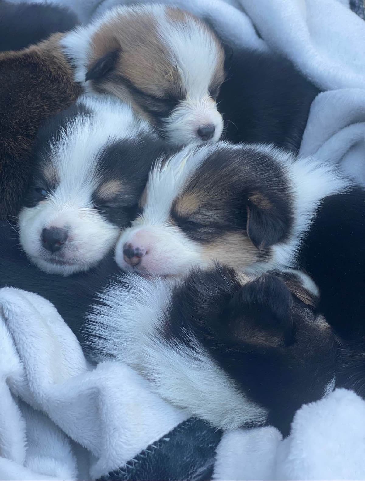 Pembroke Welsh Corgi Puppies breeder image 9