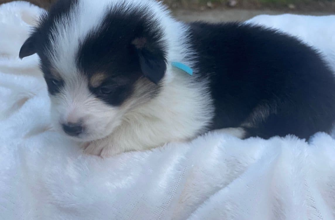 Pembroke Welsh Corgi Puppies breeder image 3
