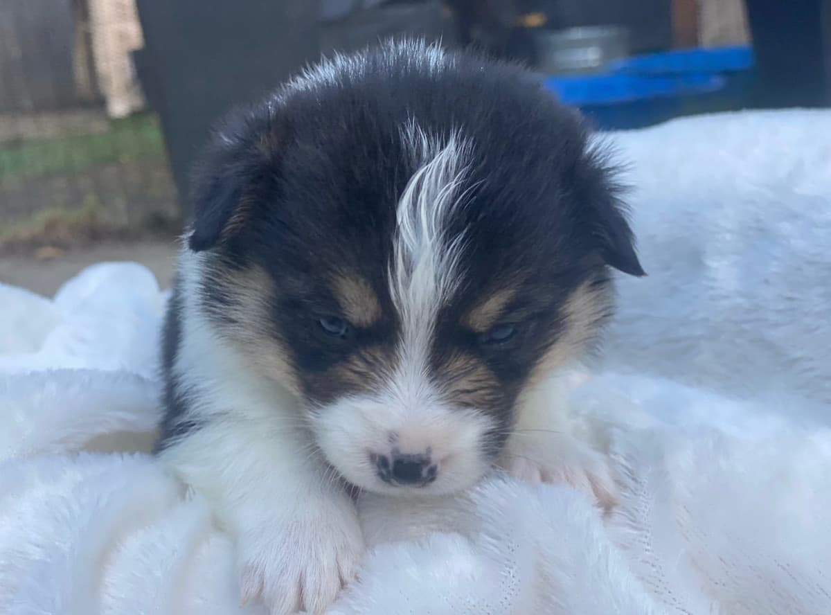 Pembroke Welsh Corgi Puppies breeder image 5
