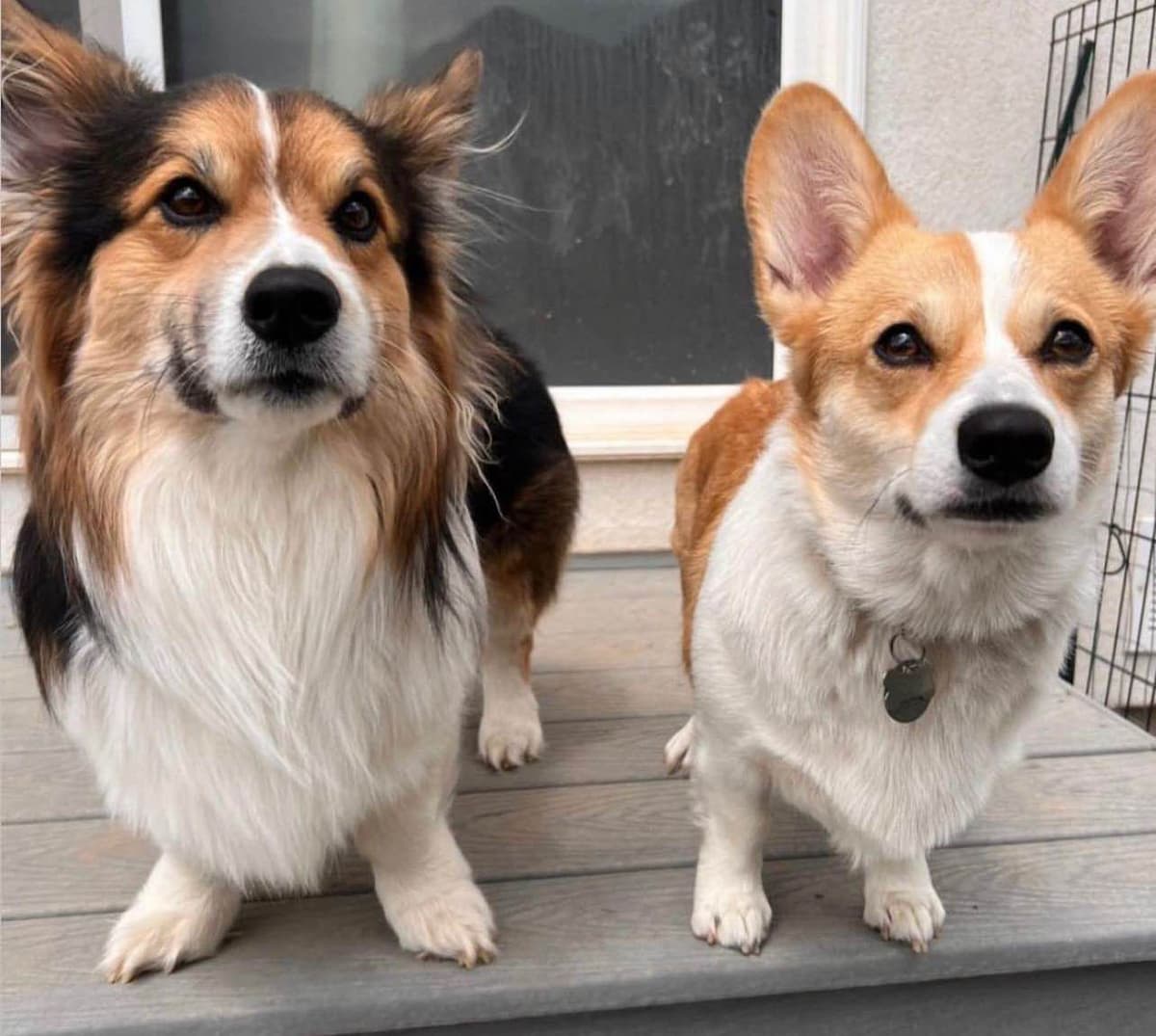 Pembroke Welsh Corgi Puppies breeder image 8