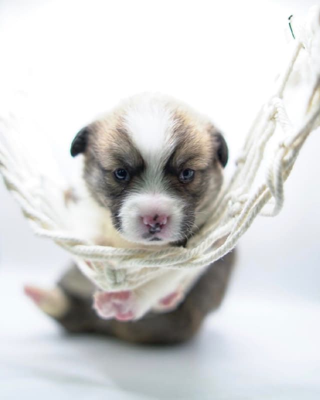 Pembroke Welsh Corgi Puppies media 2