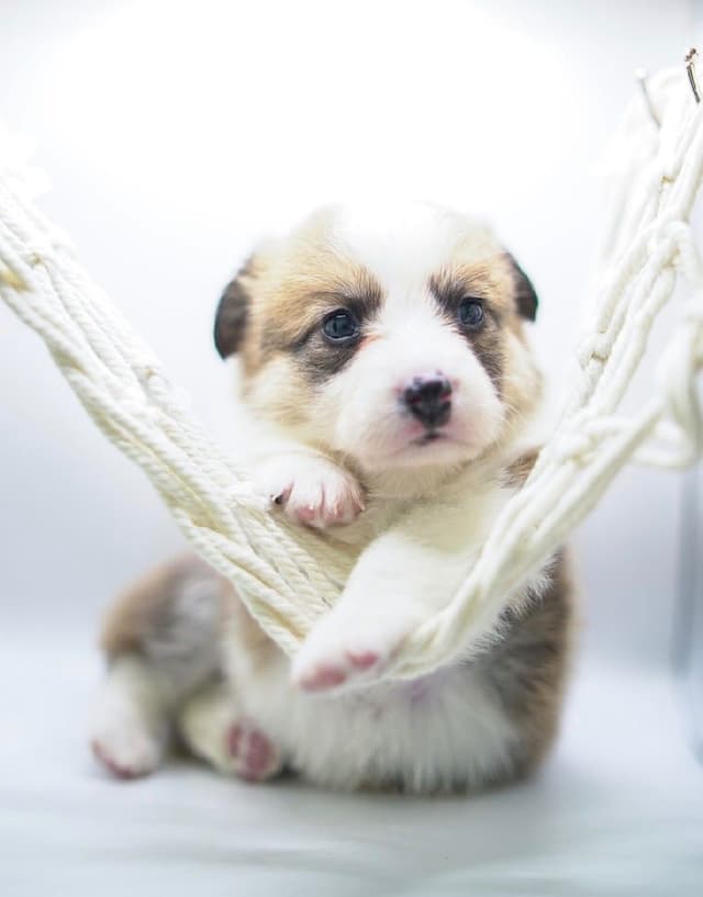 Pembroke Welsh Corgi Puppies media 6