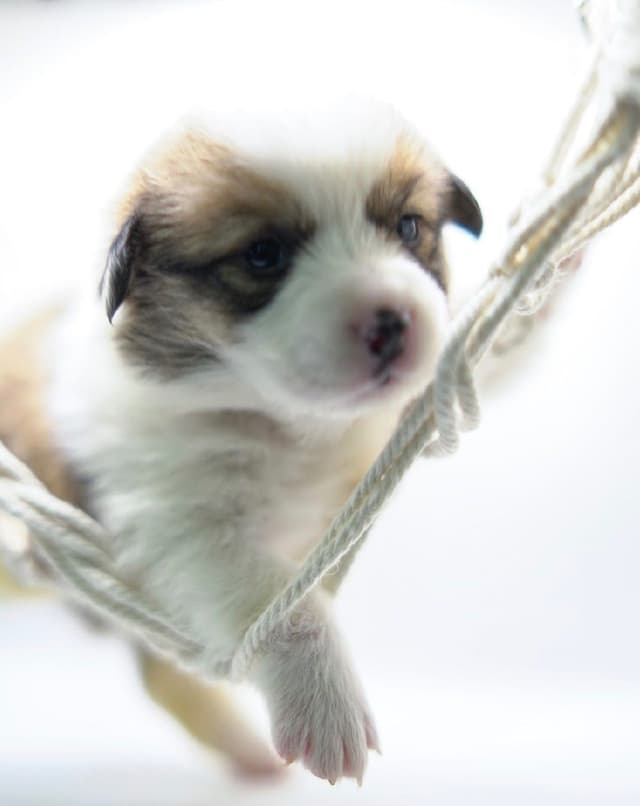 Pembroke Welsh Corgi Puppies media 4