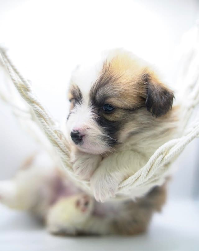 Pembroke Welsh Corgi Puppies media 3
