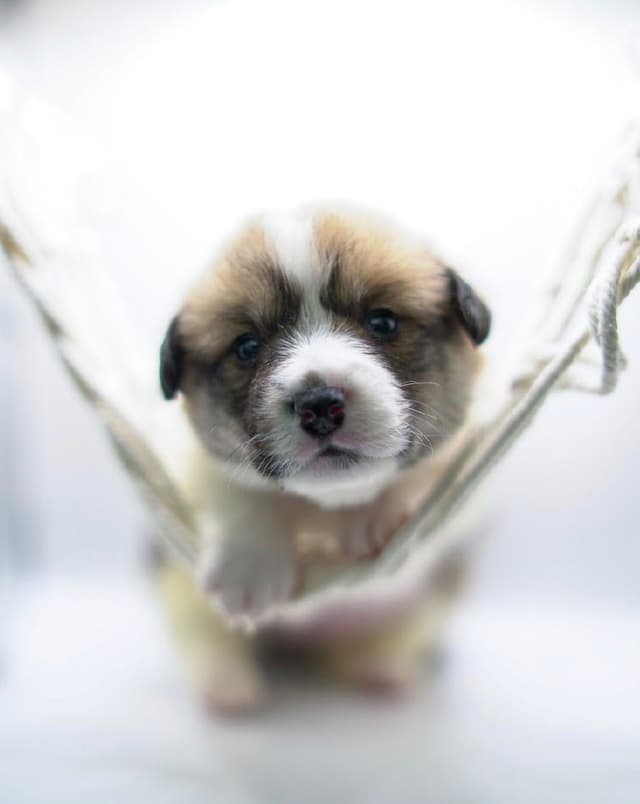 Pembroke Welsh Corgi Puppies media 7